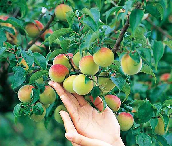 CHOYA UME Orchard