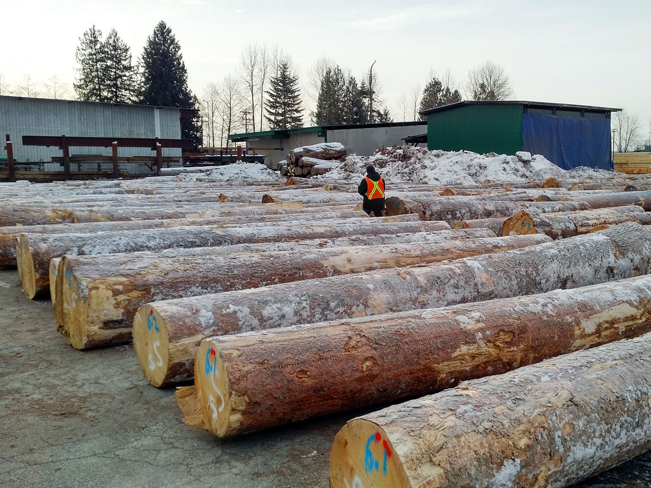 White Spruce Log Canada