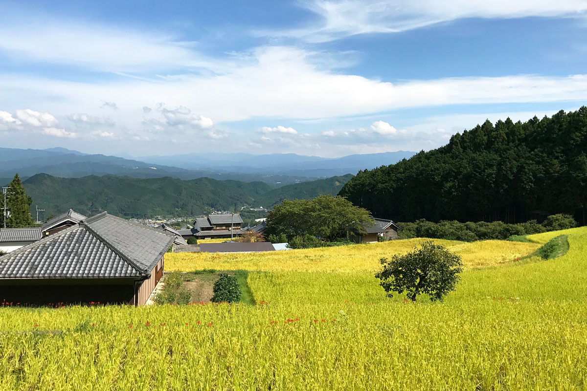 Kazenomori Yucho Akitsuho Rice Fields